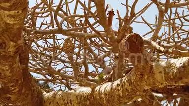 非洲大<strong>草原</strong>干旱平原上大老猴面包树的HD慢动作<strong>视频</strong>